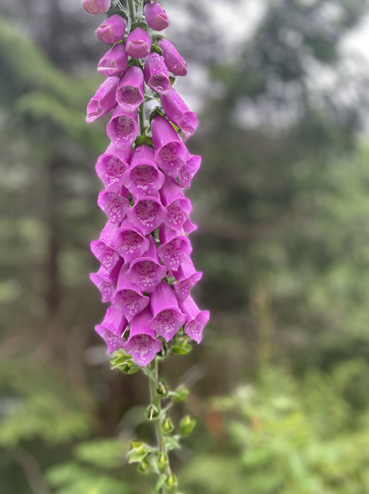 Foxglove in bloom